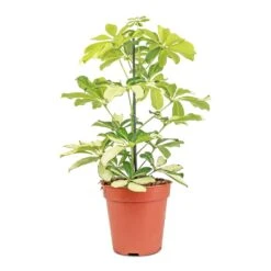 Schefflera Arboricola Melanie - Dwarf Umbrella Tree -Plant potted plants Schefflera arboricola Melanie Dwarf Umbrella Tree 13x45cm
