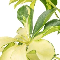 Schefflera Arboricola Melanie - Dwarf Umbrella Tree -Plant potted plants Schefflera arboricola Melanie Dwarf Umbrella Tree SWATCH