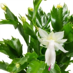 Schlumbergera - Christmas Cactus - White 20 Schlumbergera - Christmas Cactus - White -Plant potted plants Schlumbergera Christmas Cactus Houseplant White Leaves