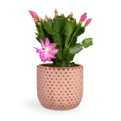 Schlumbergera - Christmas Cactus - Pink/Purple 19 Schlumbergera - Christmas Cactus - Pink/Purple -Plant potted plants Schlumbergera Christmas Cactus Pink Purple 12x25cm Bolino Plant Pot Pale Rose 14x13cm d3179c00 b6f5 435b 91c4 2b0b430b41d7