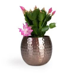 Schlumbergera - Christmas Cactus - Pink/Purple 20 Schlumbergera - Christmas Cactus - Pink/Purple -Plant potted plants Schlumbergera Christmas Cactus Pink Purple 12x25cm Kody Metal Plant Pots Set3 Large Rose Gold 53ff83eb 026c 44e6 bf42 8e21b6ae65ff