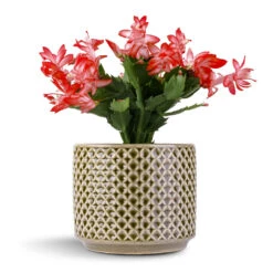 Schlumbergera - Christmas Cactus - Red -Plant potted plants Schlumbergera Christmas Cactus Pink Purple 12x25cm Thies Plant Pot Olive Green 17x15cm