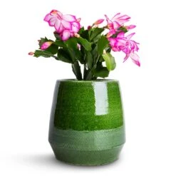 Remi Plant Pot - Green -Plant potted plants Schlumbergera Christmas Cactus Pink Purple 9x23cm Remi Plant Pot Green 15x15cm f000648d 2f3a 4720 9826 a92c984dd45f