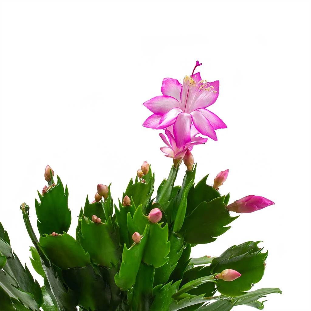 Schlumbergera - Christmas Cactus - Pink/Purple 6 Schlumbergera - Christmas Cactus - Pink/Purple - Image 4