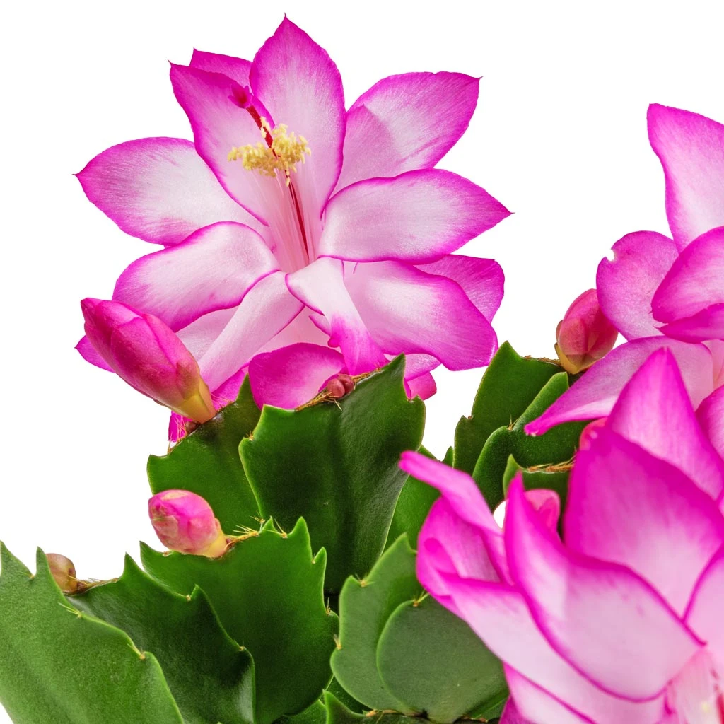Schlumbergera - Christmas Cactus - Pink/Purple 4 Schlumbergera - Christmas Cactus - Pink/Purple - Image 2