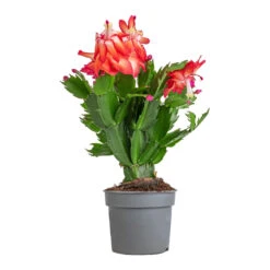 Schlumbergera - Christmas Cactus - Red -Plant potted plants Schlumbergera Christmas Cactus Red 9x23cm 3