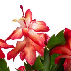 Schlumbergera - Christmas Cactus - Red -Plant potted plants Schlumbergera Christmas Cactus Red SWATCH 2