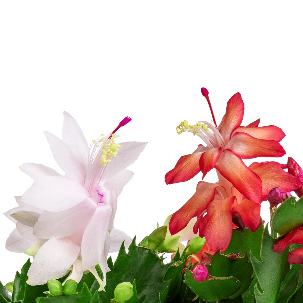 Schlumbergera - Christmas Cactus - White 16 Schlumbergera - Christmas Cactus - White - Image 14