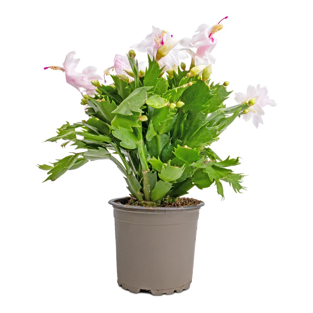 Schlumbergera - Christmas Cactus - White 9 Schlumbergera - Christmas Cactus - White - Image 7