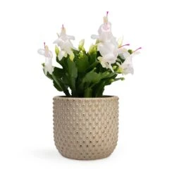 Schlumbergera - Christmas Cactus - White 24 Schlumbergera - Christmas Cactus - White -Plant potted plants Schlumbergera Christmas Cactus White 12x25cm Bolino Plant Pot Mint 15x13cm
