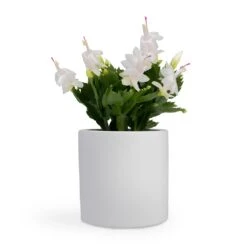 Schlumbergera - Christmas Cactus - White 21 Schlumbergera - Christmas Cactus - White -Plant potted plants Schlumbergera Christmas Cactus White 12x25cm Bolino Plant Pot Mint 15x13cm Puk Planter Matt White 15x15cm
