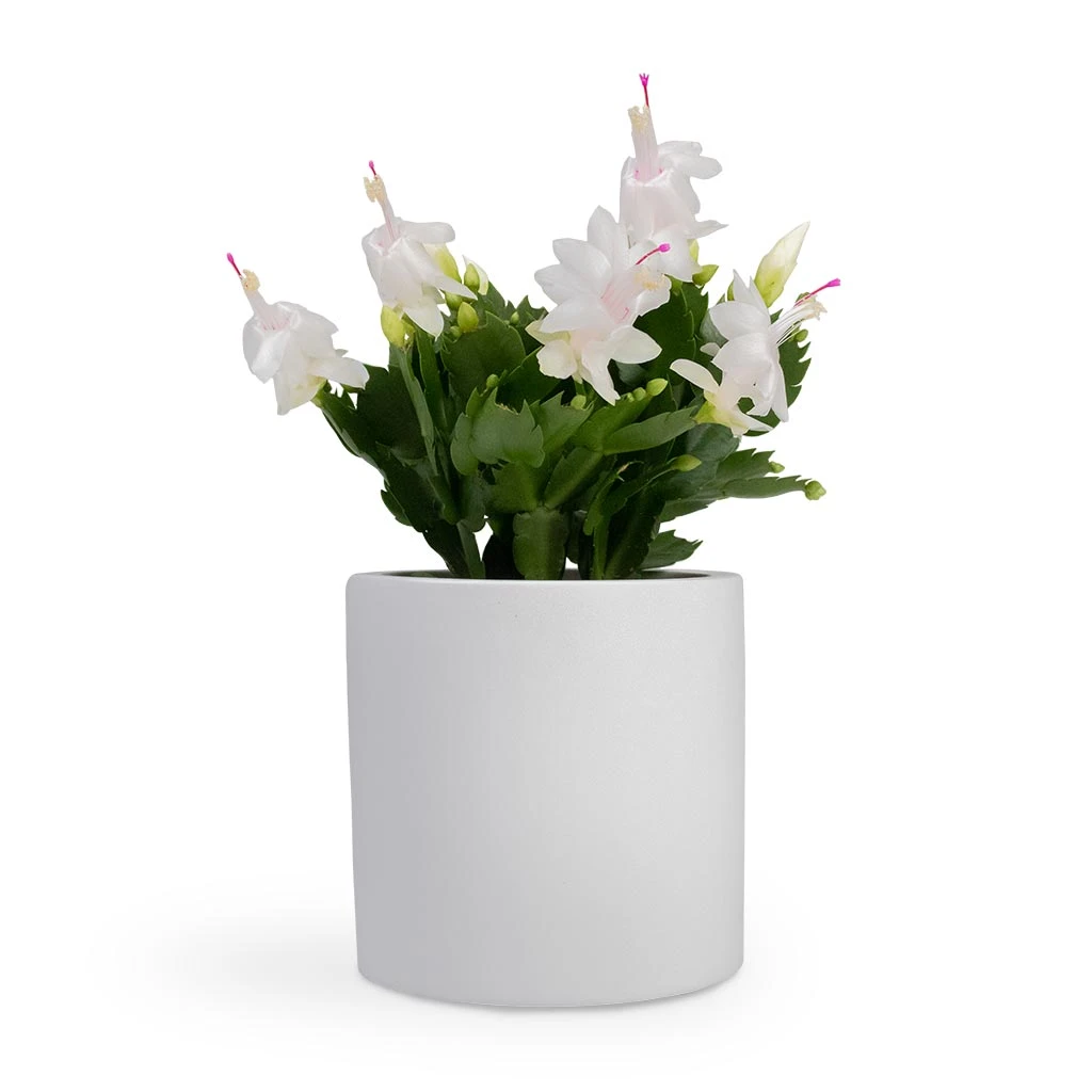 Schlumbergera - Christmas Cactus - White 7 Schlumbergera - Christmas Cactus - White - Image 5