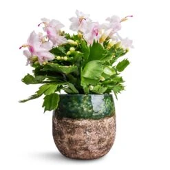 Schlumbergera - Christmas Cactus - White 22 Schlumbergera - Christmas Cactus - White -Plant potted plants Schlumbergera Christmas Cactus White 12x25cm Lindy Plant Pot Black Green 16x13cm