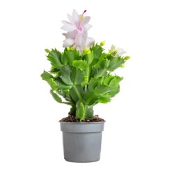 Schlumbergera - Christmas Cactus - White 19 Schlumbergera - Christmas Cactus - White -Plant potted plants Schlumbergera Christmas Cactus White 9x23cm 3