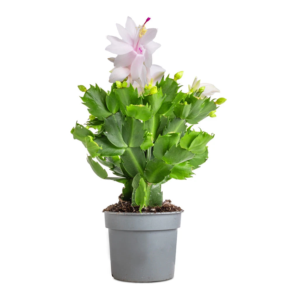 Schlumbergera - Christmas Cactus - White 5 Schlumbergera - Christmas Cactus - White - Image 3