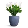 Schlumbergera - Christmas Cactus - White -Plant potted plants Schlumbergera Christmas Cactus White 9x23cm Anne Plant Pot Blue Stone 12x11cm