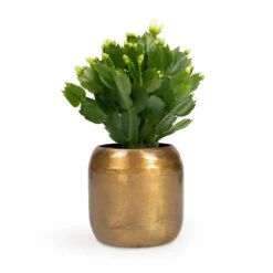Schlumbergera - Christmas Cactus - White 28 Schlumbergera - Christmas Cactus - White -Plant potted plants Schlumbergera Christmas Cactus White 9x23cm Arwin Metal Plant Pots Set4 Old Camel