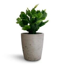 Schlumbergera - Christmas Cactus - White 27 Schlumbergera - Christmas Cactus - White -Plant potted plants Schlumbergera Christmas Cactus White 9x23cm Gerben Plant Pot Grey Washed 12x13cm 95063928 e9a0 4b62 a377 f77148ef91e8
