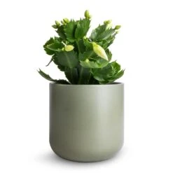 Schlumbergera - Christmas Cactus - White 26 Schlumbergera - Christmas Cactus - White -Plant potted plants Schlumbergera Christmas Cactus White 9x23cm Lisbon Plant Pot Sage 13x13cm