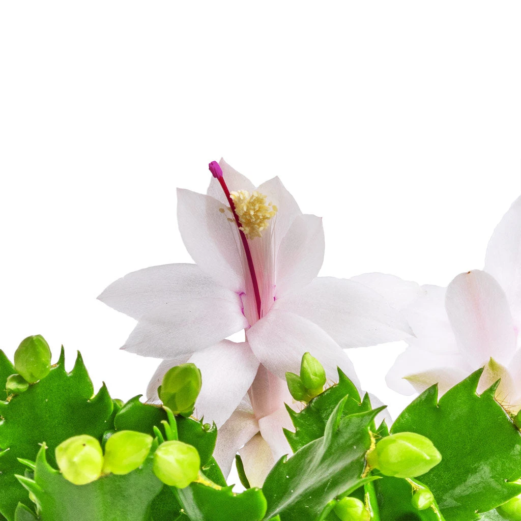 Schlumbergera - Christmas Cactus - White 4 Schlumbergera - Christmas Cactus - White - Image 2