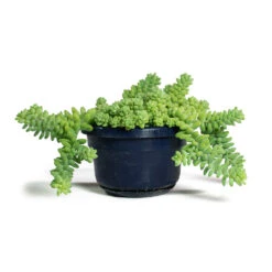 Sedum Burrito - Donkey Tail -Plant potted plants Sedum Burrito Donkey Tail 14cm