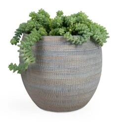 Sedum Burrito - Donkey Tail -Plant potted plants Sedum Burrito Donkey Tail 14x20cm Dex Plant Pot Earth 22x20cm e5cf6df4 2ef3 4fa9 97dd 4bacf93f489c