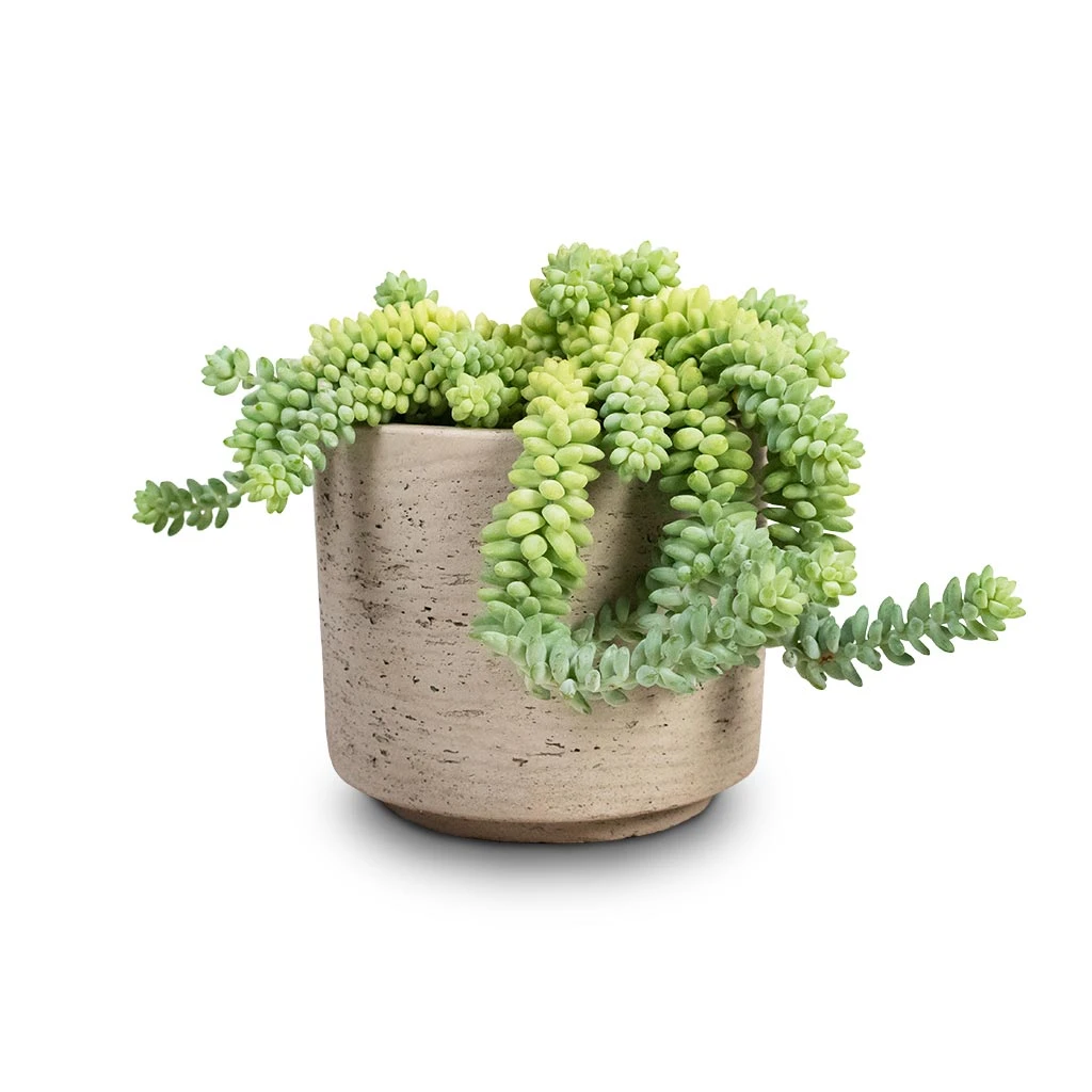 Novi Plant Pot - Grey Washed 7 Novi Plant Pot - Grey Washed - Image 5