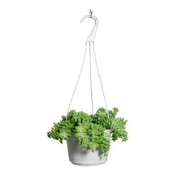 Sedum Burrito - Donkey Tail -Plant potted plants Sedum Burrito Donkey Tail 20x45cm