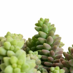 Sedum Burrito - Donkey Tail -Plant potted plants Sedum Burrito Donkey Tail DETAIL 2
