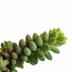 Sedum Burrito - Donkey Tail -Plant potted plants Sedum Burrito Donkey Tail DETAIL 3