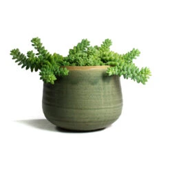 Sedum Burrito - Donkey Tail -Plant potted plants Sedum Burrito Donkey Tail Iris Plant Pot Mint