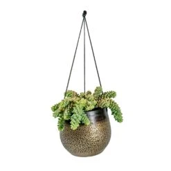 Sedum Burrito - Donkey Tail -Plant potted plants Sedum Burrito Donkey Tail Mya Hanging Planter Deep Champagne