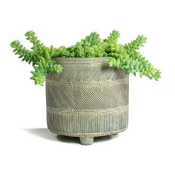 Sedum Burrito - Donkey Tail -Plant potted plants Sedum Burrito Donkey Tail Nola Plant Pot Shiny Earth