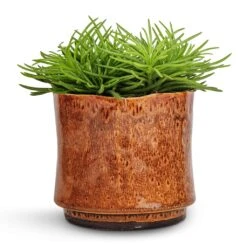 Nolan Plant Pot - Caramel 25 Nolan Plant Pot - Caramel -Plant potted plants Senecio Himalaya Himalaya Groundsel 12x20cm Nolan Plant Pot Caramel 14x12cm