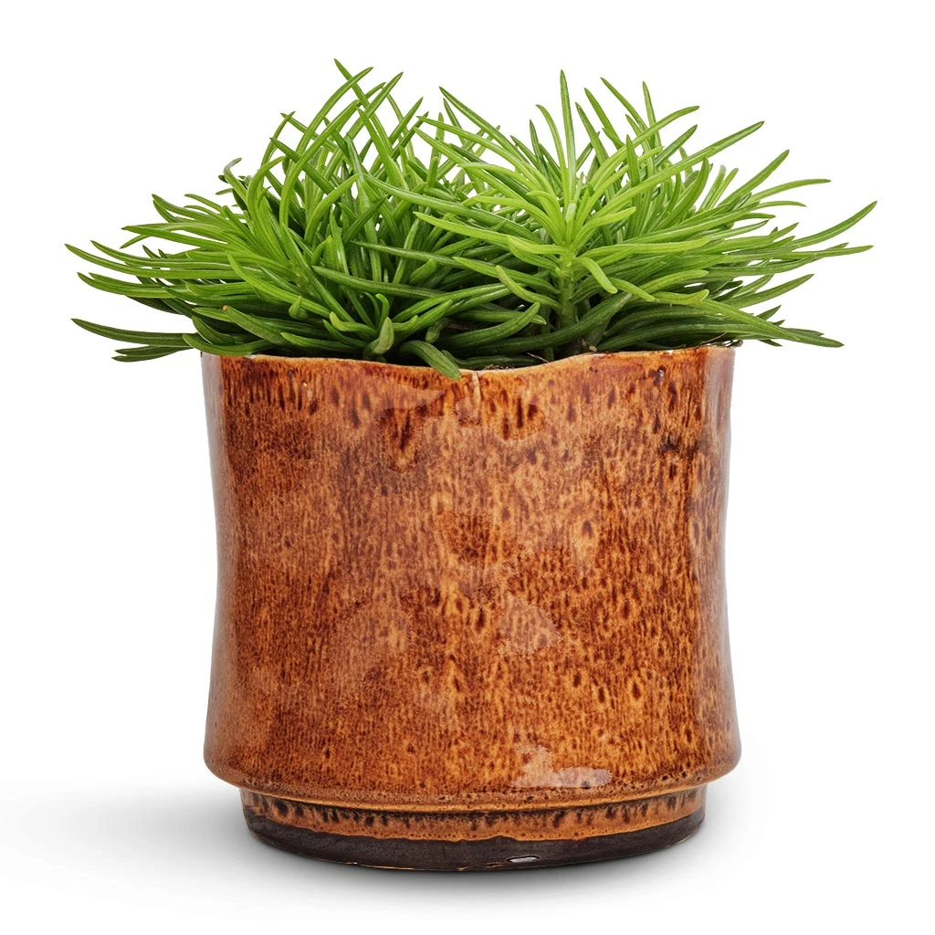 Nolan Plant Pot - Caramel 14 Nolan Plant Pot - Caramel - Image 12