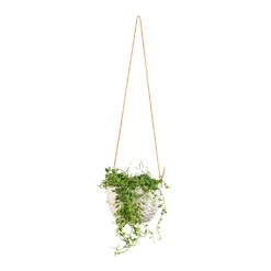 Senecio Herreianus - String Of Beads -Plant potted plants Senecio herreianus String of Beads 12x20cm Dot Hanging Indoor Pot 14x10cm