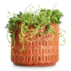 Senecio Herreianus - String Of Beads -Plant potted plants Senecio herreianus String of Beads 12x20cm Flor Plant Pot Orange 14x12cm a658214b b85f 40ef 90ab 87b9c93d85d7