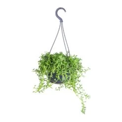 Senecio Peregrinus - String Of Dolphins