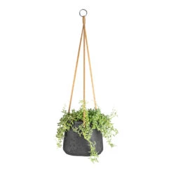 Senecio Peregrinus - String Of Dolphins -Plant potted plants Senecio peregrinus String of Dolphins 15x25cm Patt Hanging Plant Pot Black Washed 20x17cm