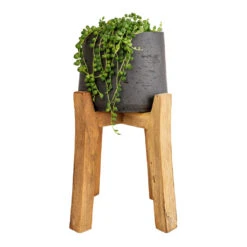 Patt Plant Pot - Tall Stand - Black Washed -Plant potted plants Senecio rowleyanus String of Pearls 12x20cm Patt Plant Pot Tall Stand Black Washed 23x34cm 8decf343 6070 461f a9ef c9ac37ac1145