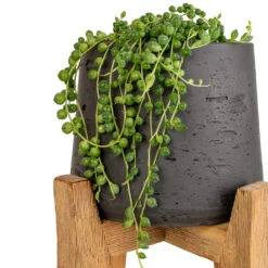 Senecio Rowleyanus - String Of Pearls -Plant potted plants Senecio rowleyanus String of Pearls 12x20cm Patt Plant Pot Tall Stand Black Washed SWATCH