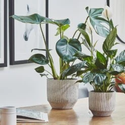 Solento Plant Pot - White Speckle -Plant potted plants Solento Plant Pot White Speckle 16 x 14cm