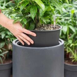 Solid Cylinder Planter - Dark Grey -Plant potted plants Solid Cylinder Planter Dark Grey 1