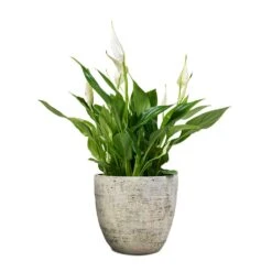 Spathiphyllum Bellini - Peace Lily -Plant potted plants Spathiphyllum Bellini Peace Lily 13x40cm Anne Plant Pot White Earth 16x15cm