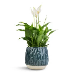 Arles Leaf Plant Pot - Teal -Plant potted plants Spathiphyllum Bellini Peace Lily 13x40cm Arles Leaf Plant Pot Teal 17x17cm