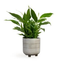 Spathiphyllum Bellini - Peace Lily -Plant potted plants Spathiphyllum Bellini Peace Lily 13x40cm Denise Plant Pot Off White 17x17cm