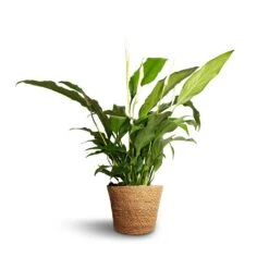 Spathiphyllum Bellini - Peace Lily -Plant potted plants Spathiphyllum Bellini Peace Lily 13x40cm Igmar Plant Basket Natural 15x12cm e38284c0 312d 4468 9b9c f46982abe0d9