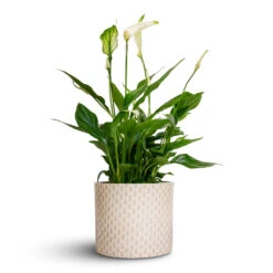Spathiphyllum Bellini - Peace Lily -Plant potted plants Spathiphyllum Bellini Peace Lily 13x40cm Lazzaro Plant Pot Taupe Garland 15x13cm d78f70dd 41c8 489e 8122 35a1a5c771bb