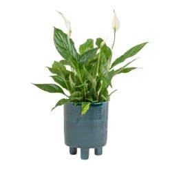 Spathiphyllum Bellini - Peace Lily -Plant potted plants Spathiphyllum Bellini Peace Lily 13x40cm Pisa Plant Pot Emerald 20x24cm 099b0055 186f 4649 95c1 500ee791e309