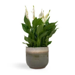 Tarra Plant Pot - Forest -Plant potted plants Spathiphyllum Bellini Peace Lily 13x40cm Tarra Plant Pot Forest 17x15cm 43fc3f9c 184e 40fa bf70 d5c4f236e2e4